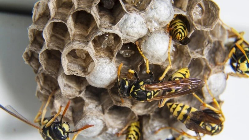Herbstliche Wespenplage – wie kann man sie bekämpfen, was ist sonst zu beachten?