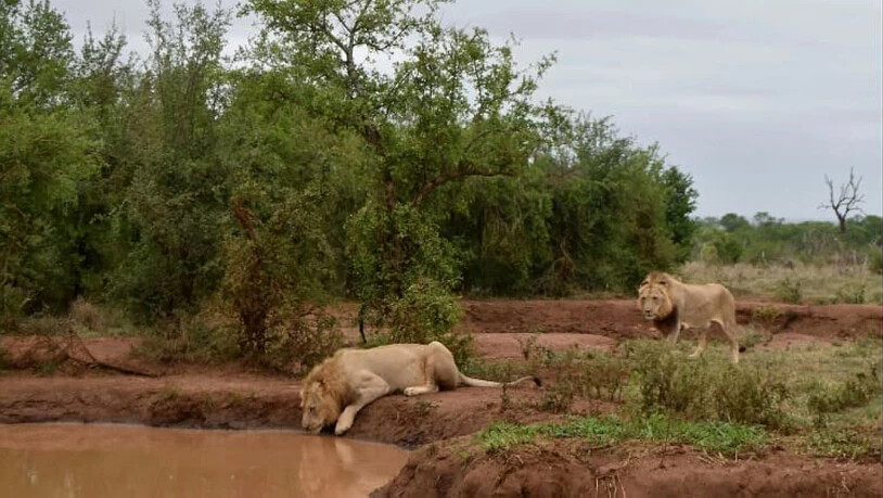 Löwen an einem Wasserloch in Eswatini: Die in einen Bus verunglückten Schweizer Touristen befanden sich auf einer Safarirundreise im südafrikanischen Königreich.
