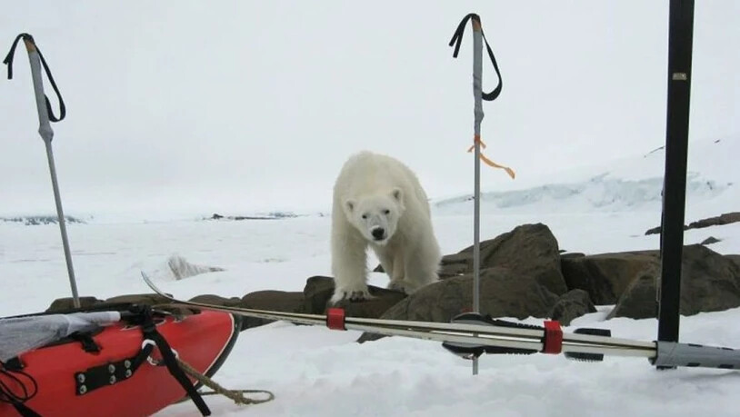 Weil sie wegen der Klimaerwärmung noch nicht von Eisschollen aus Robben jagen können, sind russische Eisbären hungrig. Deshalb überwinden sie ihre natürliche Scheu vor Menschen und suchen Dörfer heim. Manchenorts werden Schulbusse eingesetzt, um Kinder…