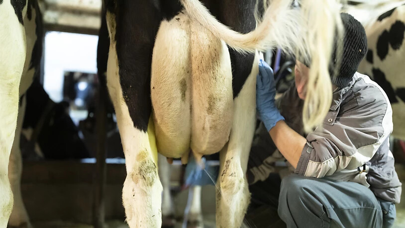 Die Biomilchproduktion in der Schweiz steckt im Dilemma: es gibt immer mehr Bauern, die auf Knospe-Milch umstellen möchten; das können sie aber vorerst nicht, weil die Konsumenten zu wenig Biomilch kaufen. (Themenbild)