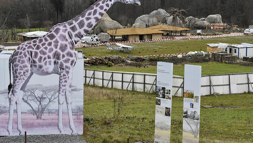 Die Giraffen befinden sich zwar schon im Zoo, allerdings noch in Quarantäne. Im Hintergrund die Lewa Savanne.