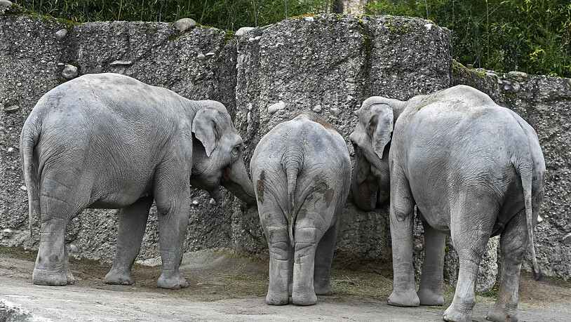 Die Elefantendamen in der Mitte und rechts sind beide trächtig. Richtig erkennbar ist die Trächtigkeit erst gegen Ende ihrer Tragezeit, welche 22 Monate dauert.