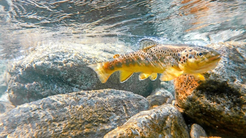 Beliebt: Die Forelle ist der häufigste Fisch der Schweiz und trotzdem gefährdet. Im Glarnerland wird sie zu Tausenden eingesetzt, damit sie überleben kann.