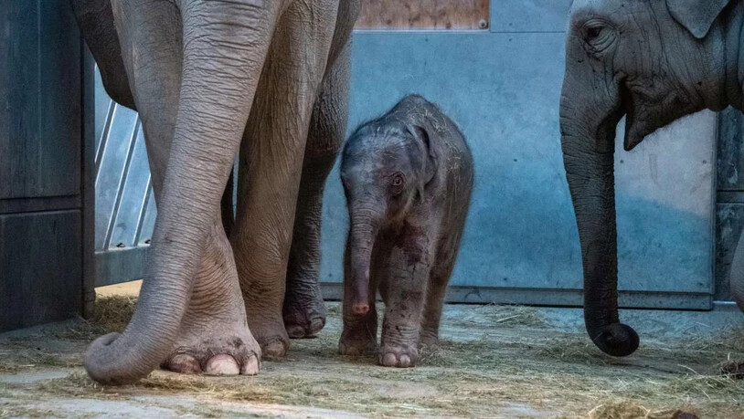 Nachwuchs im Zürcher Zoo: Das neugeborene Bullenkalb ist 150 Kilogramm schwer.