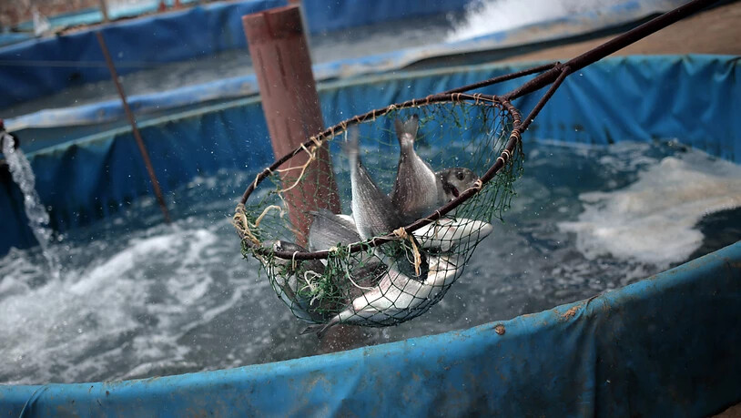 Die unbekannten Täter fischten aus einem vollen Zuchtbecken rund 700 Kilogramm Fisch. (Symbolbild)