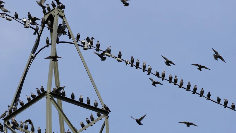 Strommasten sind für viele Vögel eine Todesfalle. Der Bund will nun Massnahmen ergreifen, um das Risiko für Stromschläge zu minimieren. (Archivbild)
