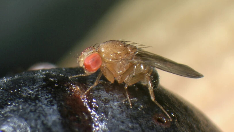 Die invasive Kirschessigfliege Drosophila suzukii ist ein Schädling, für den eine Bekämpfung mittels Gene Drives in Betracht gezogen wird. Agroscope hat die Risikoabwägung dieser Methode vorgenommen und kommt zum Schluss, dass genug Know-How für eine…