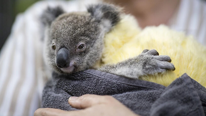 Bei australischen Buschfeuern verletzter Koala in Pflege: Rund zwei Dutzend Koalas sind geheilt wieder freigelassen worden. (Archivbild)