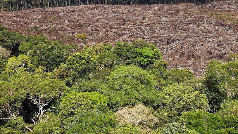 Im Zuge der sich ausbreitenden Covid-19-Pandemie hat die Zerstörung des Tropenwaldes weltweit massiv zugenommen. (Symbolbild)