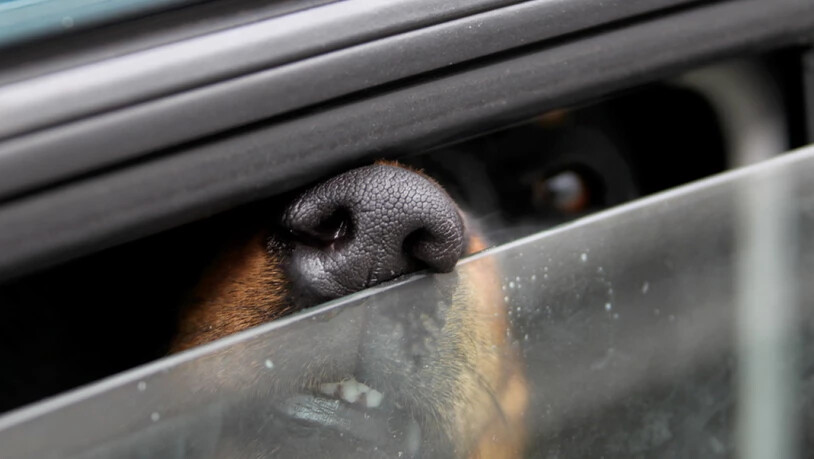 Knallheisse Autos sind im Sommer schon nach einer Stunde eine Hitzefalle für eingesperrte Hunde. Der Schweizer Tierschutz erinnert aus saisonalem Anlass an die Massnahmen, die man als Aussenstehender ergreifen darf, ohne sich strafbar zu machen. …