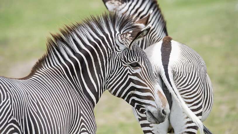Grevyzebras sind grösser und haben schmalere Streifen als andere Zebra-Arten.