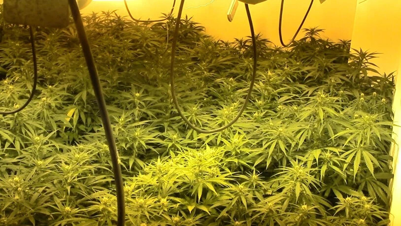 HANDOUT - Das von der Guardia Civil zur Verfügung gestellte Bild zeigt Marihuana-Pflanzen, die bei einer Razzia gefunden wurden. Foto: Guardia Civil/dpa - ACHTUNG: Nur zur redaktionellen Verwendung im Zusammenhang mit der aktuellen Berichterstattung und…