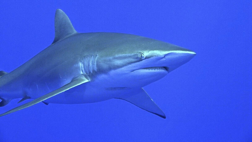 In der Nähe von Korallenriffen sind weltweit immer weniger Haie zu finden. (Archivbild)
