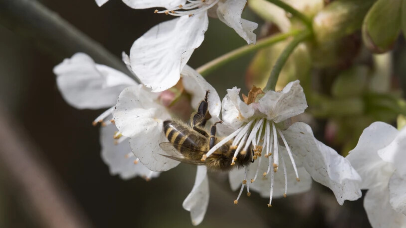 Für die Bestäubung und folglich den Ernteertrag sind nicht nur domestizierte Honigbienen wichtig, sondern auch Wildbienen. In Amerika wurde das unterschätzt - und schon droht Missernte. (Archivbild)