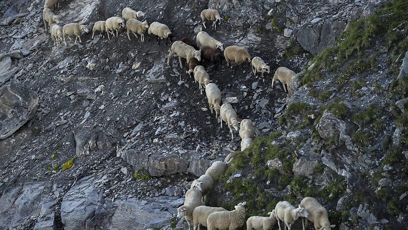 1300 Schafe wie an einer Kette aufgereiht: Am Freitagmorgen fand hoch über dem Bündner Rheintal die traditionelle Schafwanderung statt. Die Tiere müssen in Einerkolonne alpines Gelände durchqueren.