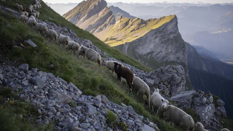 Atemberaubende Aussicht hoch über dem Bündner Rheintal: 1300 Schafe wanderten am Freitagmorgen unter dem Gipfel des Falknis (2562 Meter) in Einerkolonne zu einer neuen Weide ins Fläschertal.
