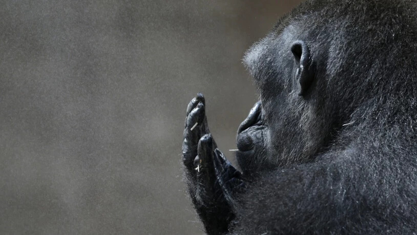 Gorilla Kijivu gönnt sich im Prager Zoo eine Zigarette. Als Pflanzenfresser hat ihm die Evolution einen stärker entwickelten Kehlkopf ermöglicht als den Fleischfressern, deshalb kann er differenziertere Laute von sich geben. (Archivbild)