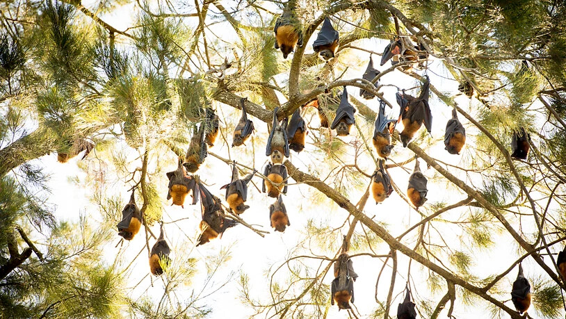 HANDOUT - Graukopf-Flughunde schlafen tagsüber in einem Baum, kopfüber an den Ästen hängend. Australische Flughunde sind ständig in Bewegung und legen jedes Jahr Tausende von Kilometern zurück. Foto: Justin A. Welbergen/BMC Biology /dpa - ACHTUNG: Nur…