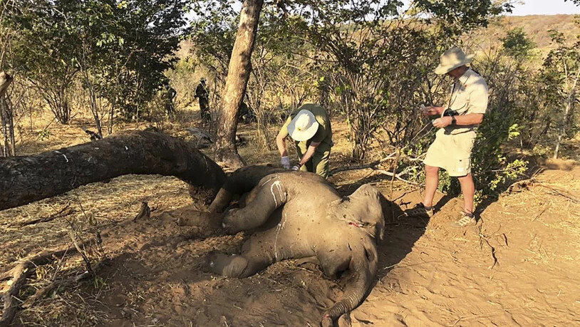 Tierärzte entnehmen einem verendeten Elefäntchen Gewebeproben. Die Ursache des massenhaften Elefantensterben in Simbabwe ist noch unklar. Es werden natürliche Toxine vermutet.