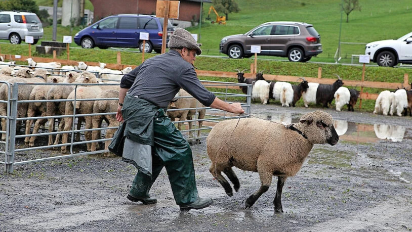 Hiergeblieben: Ein Schaf hält 2013 einen Züchter auf Trab. 