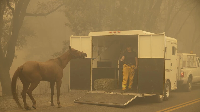In Kalifornien wüten derzeit heftige Waldbrände. Bewohner müssen ihre Häuser verlassen und nehmen die Tiere im Autoanhänger mit. Nicht selten fürchten sich die Tiere vor dem Feuer und scheuen.