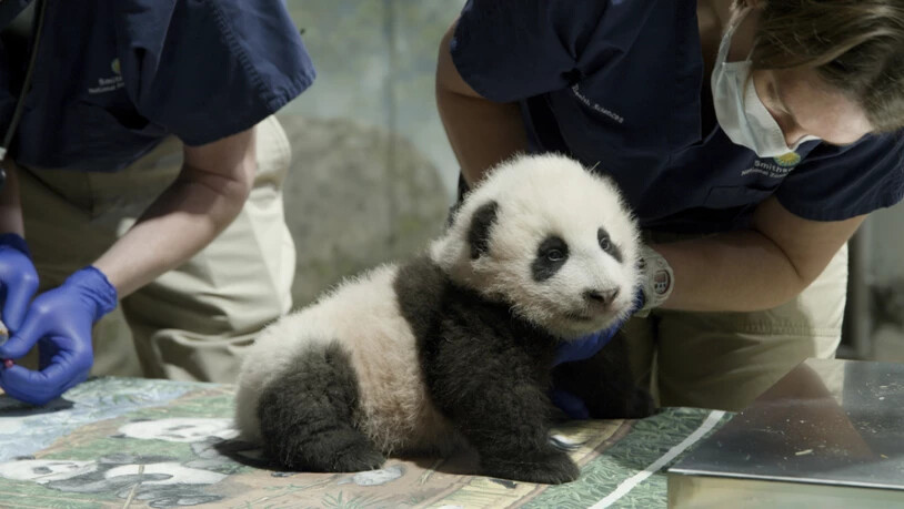 HANDOUT - Das Pandababy wird im Smithsonian National Zoological Park von Pflegern betreut. Der am 21. August geborene Pandajunge trägt den Namen Xiao Qi Ji, was in Mandarin-Chinesisch «kleines Wunder» bedeutet. Foto: -/Smithsonian's National Zoo/AP/dpa -…