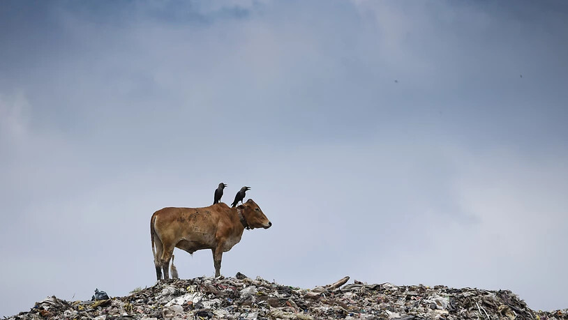 ARCHIV - Eine Kuh, auf dessen Rücken zwei Krähen sitzen, steht auf einer Mülldeponie im Nordosten des Landes. Foto: David Talukdar/ZUMA Wire/dpa