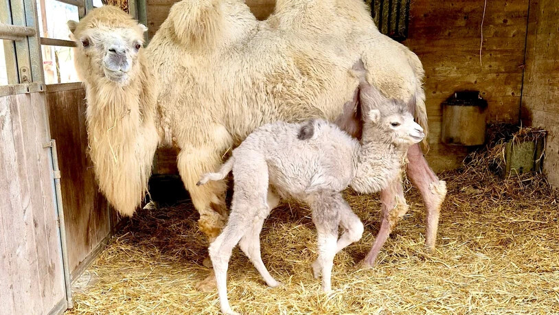 Jööh 1: Kamelmutter Lara und der neugeborene Batu posieren im Stall. 