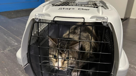 Wohlauf: Katze Cesar konnte nach der Rettung unversehrt ihrer Besitzerin übergeben werden.