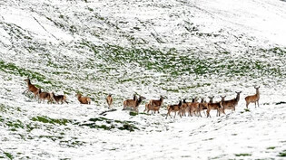 Rudel im Wintereinstandsgebiet: Hirsche wandern im November und Dezember von den Nachbarländern nach Graubünden ein.
