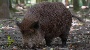 Wildschweine wühlen ständig mit ihrer Schnauze im Waldboden.