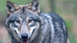 Eine Wölfin in Graubünden wurde mutmasslich illegal angeschossen. (Archivbild)