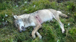 Ein erlegter Wolf liegt in einer Alpwiese. Der Kanton Graubünden wollte in der vom 1. Dezember bis 31. Januar dauernden Regulationsperiode ganze 44 Wölfe schiessen. (Symbolbild)
