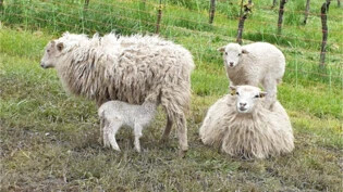 Diese Schafe wissen der Kälte zu trotzen.