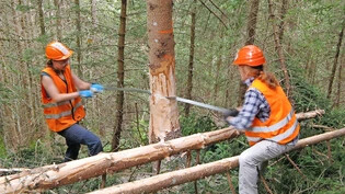 «Mit den eigenen Händen aktiv werden»: Die Freiwilligen verrichten für das Bergwaldprojekt oft für sie eher ungewohnte Arbeiten.