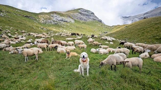 Mehr Schutz statt Abschüsse: Die Organisationen hinter dem neuen Jagdgesetzreferendum verlangen konsequenten Herdenschutz auf allen Alpen.