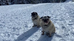 Mopsfidel auf dem Berg: Carlotta (links) und Effi geniessen den Schnee auf Brambrüesch.