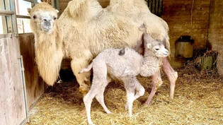 Jööh 1: Kamelmutter Lara und der neugeborene Batu posieren im Stall. 