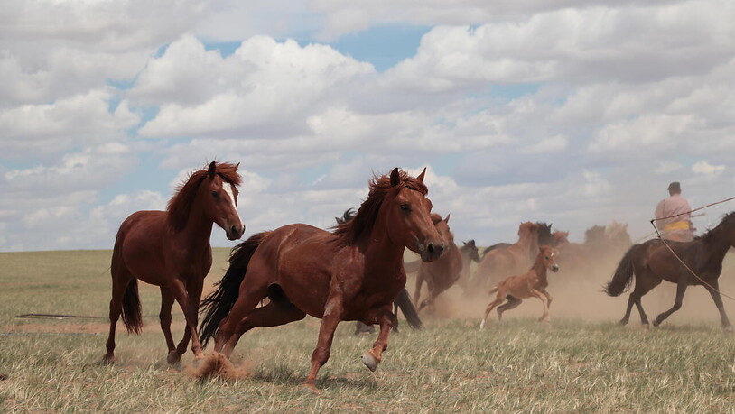 Rennende Pferde in der Inneren Mongolei (China): Heutige Hauspferde dürften ihren Ursprung vor rund 4200 Jahren in der westeurasischen Steppe gehabt haben, wie eine neue Studie vermuten lässt. (Handout Nature)
