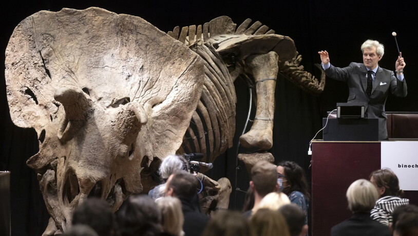 Ein 66 Millionen Jahre altes Triceratops-Fossil ist in Paris für 66 Millionen Euro versteigert worden. Es heisst "Big John" und ist acht Meter lang.