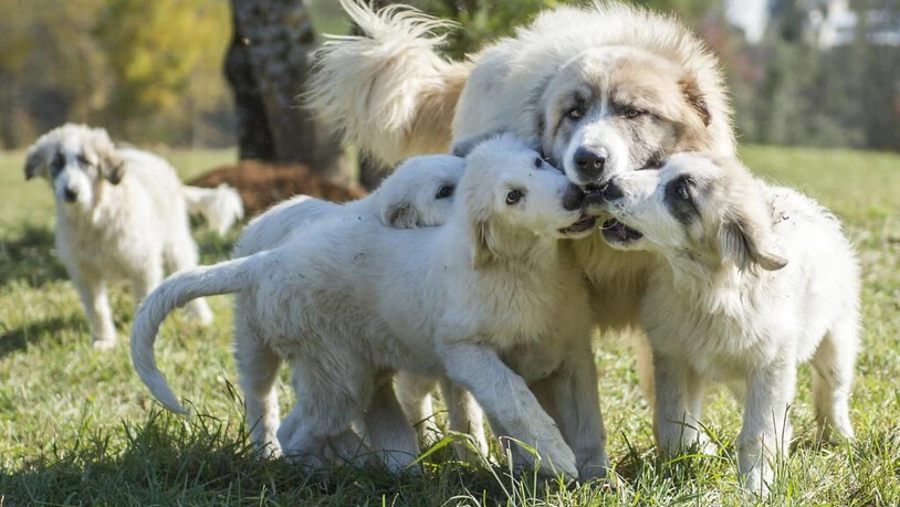 Herdenschutzhunde sind im Zusammenhang mit Wölfen sehr wichtig. 