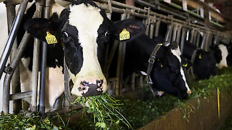 Die Kleinbauern-Vereinigung und der Schweizer Tierschutz (STS) fordern Korrekturen am Bericht des Bundesrates zur Landwirtschaftspolitik ab 2022. Den Freihandel zu fördern, komme einem Bauernsterben gleich, kritisieren sie. (Themenbild)