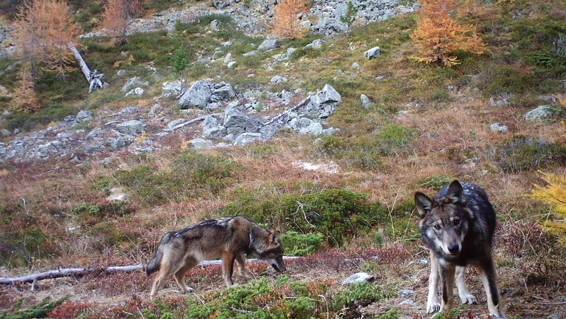 Sollen weniger stark geschützt werden: Zwei Wölfe des Augstbordrudels im Wallis. (Archiv)