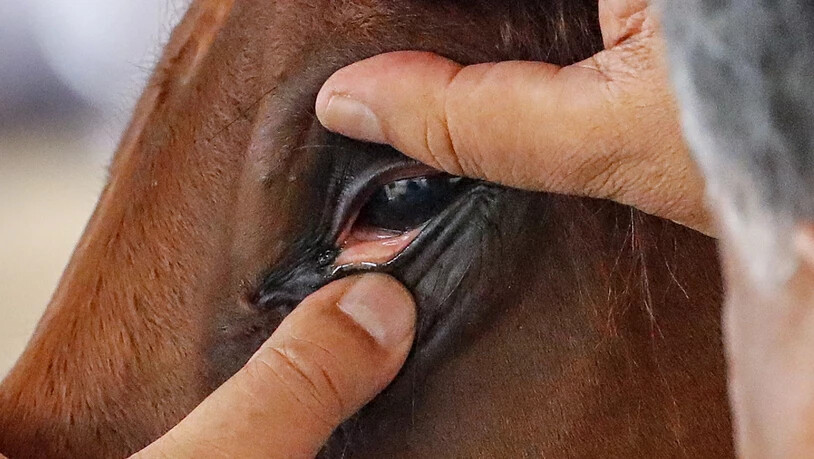 Der Tierarzt prüft das Pferd nach der Ankunft auf Herz und Auge