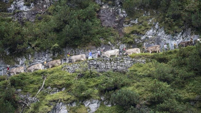 Die Brigelser Kühe haben ihre Alp letzten Samstag verlassen.