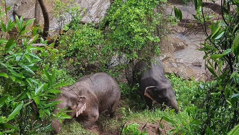 In Thailand ertranken elf Elefanten in einem Wasserfall, die einem Jungtier zu Hilfe kommen wollten. Zwei Elefanten wurden gerettet. Sie konnten den Abhang zurück in den Wald hochklettern, nachdem ihnen Wildhüter energiereiche Nahrung zugeworfen hatten…