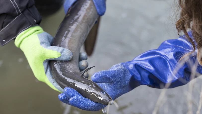 Eine Tierschützerin begutachtet einen verletzten Aal am Ufer des Rheins. Der Aal ist in der Schweiz nicht mehr nur gefährdet, sondern vom Aussterben bedroht. (Themenbild)