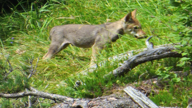Zwei Jungwölfe des Beverin-Rudels wurden Anfang Oktober von der Wildhut erlegt.