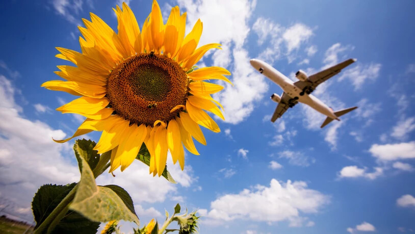 Ein Flugzeug der Lufthansa fliegt am Stuttgarter Flughafen über Sonnenblumen hinweg. In Deutschland sollen künftig Flugreisen teurer und Bahnfahrten im Fernverkehr billiger werden. Die Regierung hat Steueränderungen für das Klimapaket beschlossen. …