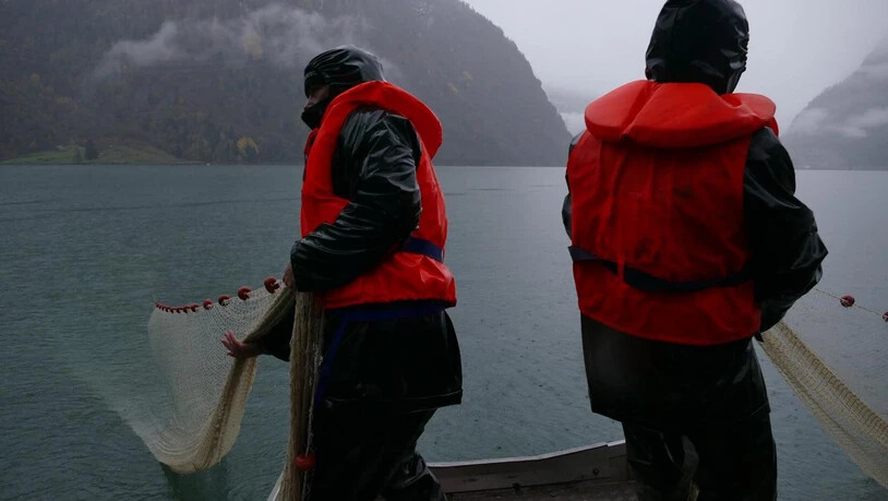 Drei Mal pro Woche sind Mitarbeitende des Amtes für Jagd und Fischerei auf dem Lago di Poschiavo unterwegs, um den Fischen bei der Fortpflanzung zu helfen.